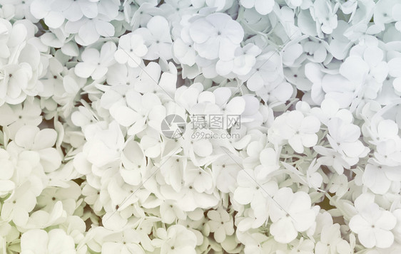 礼物古尔德细节格玫瑰花缝合白色模糊的花岗背景或结婚卡选择焦点制成复浅白花背景的空间图片