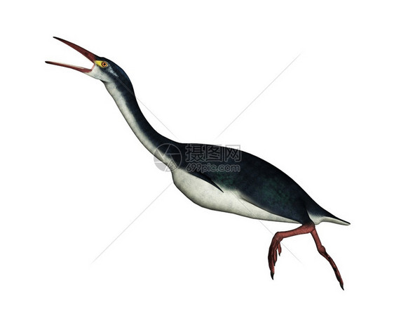 侏罗纪Hesperornis早期史前鸟类在白色背景中被孤立3D使Hesperornis历史前鸟类成为3D古生物学家图片