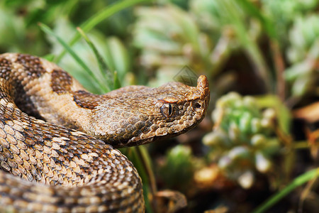 紧贴着美丽而危险的欧洲鼻子毒蛇Vipera毒蛇管可怕的毒液长鼻子图片