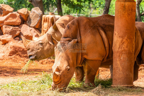 非洲两只犀牛和红皮肤的犀牛在动物园吃草黑色的哺乳动物图片