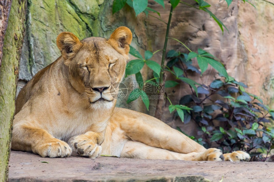 女狮子睡觉和休息自然猫科动物预订睡眠图片