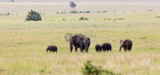 野生动物荒场地穿越肯尼亚大草原的象家族穿越肯尼亚大草原的象家族图片