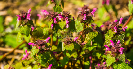 欧洲紫色的死织物植的大型封闭欧亚陆的普通植物春天图片