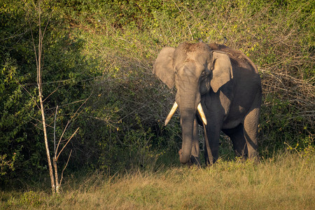 印度Wayand森林中的单一野生亚洲象草原动物哺乳图片