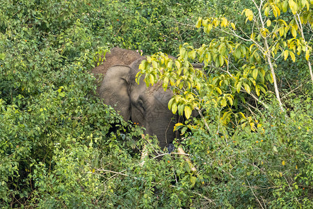 巨大的印度Wayand森林中的单一野生亚洲象年轻的草原图片