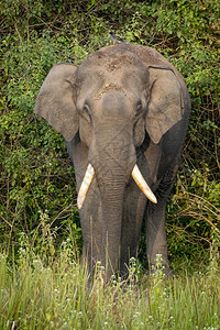 土著耳朵放牧印度Wayand森林中的单一野生亚洲象图片