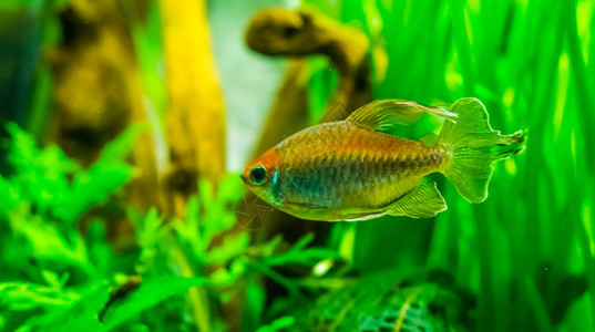 水产养殖女西非洲鲑鱼丰富多彩的装饰鱼流行水族馆宠物橙图片