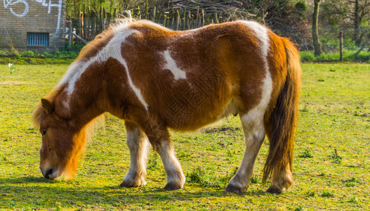 谷仓运输紧的棕褐色和白小马在牧场中放草图片