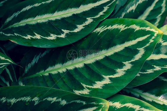 白色的锦鲤植物学Calathea或nata针条背景蓝色图片