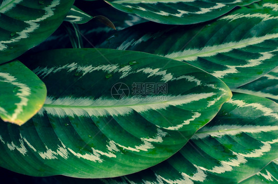 叶子锦鲤有色Calathea或nata针条背景蓝色图片