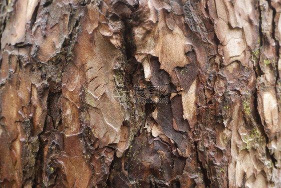 墙纸装饰风格钢皮破碎的旧树状原木纹身背景图片