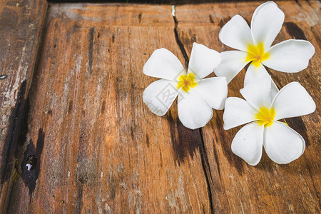 木头装饰风格场地白色的花朵木制地板背景的白佛朗吉帕尼普卢梅花图片