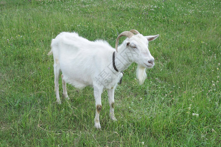 牧场农站在绿草地上的白山羊配种图片
