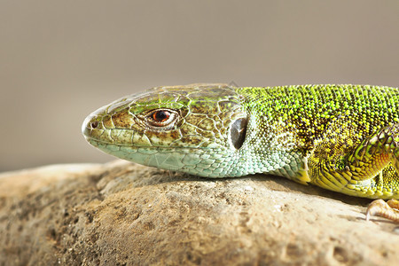 生物种Lacertaviridis的详细图像普通绿蜥蜴细节图片