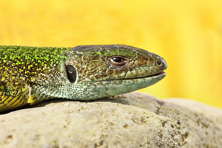 绿化自然Lacertaviridis宏观图像欧洲普通绿蜥蜴详细的图片