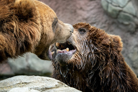 斗争堪察加毛皮熊与厄尔萨斯Arctosberingians堪察特卡棕熊色大皮衣危险和侵略动物图片