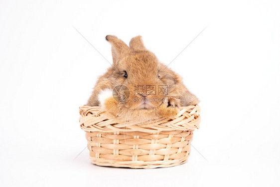 篮子里的宠物兔子图片