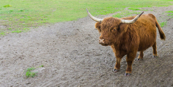 典型的荷兰语一头棕色高地牛的肖像沙上长着大角荒野图片