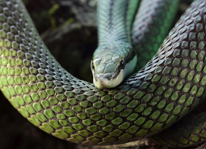 巴罗尼是蛇族的一种物亚甲多丁那野生动物爬虫危险的图片