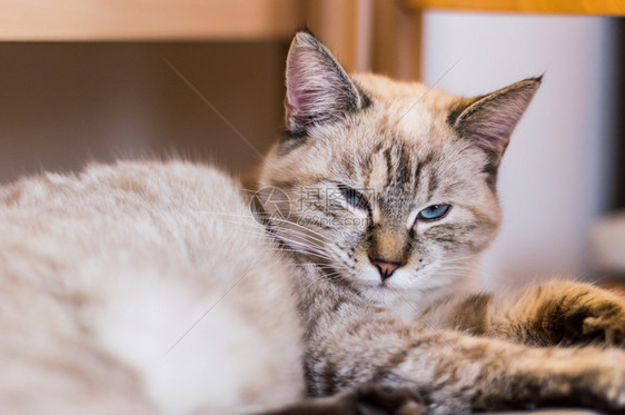 美丽的小猫种肖像欧洲有条纹的自然粉色图片