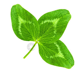 英石魔法庆祝活动圣帕特里克斯日符号幸运的枯草三叶绿心状在1个宏观镜头拍摄中以白色背景与隔绝图片
