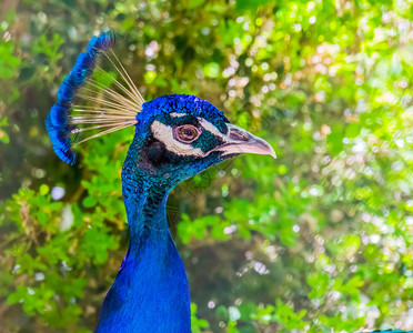 地面蓝多彩的印度孔雀流行装饰鸟类斑马帕沃蓝色的图片