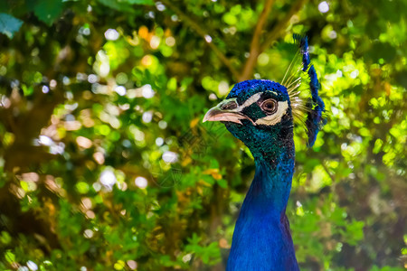 受欢迎的蓝鸟面孔色彩多的印度孔雀流行的装饰鸟类亚洲人动物图片