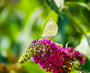 白色卷心蝴蝶的精美宏观特紧欧洲常见昆虫种异国情调欧洲的布德利亚图片