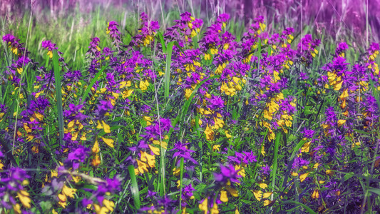 绿色紫与黄森林野花伊凡达玛莉亚IvandaMarya在阳光下草原上叶兰皮鲁姆尼罗苏绽放水平的图片