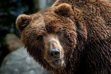 最大自然堪察加棕熊Ursusarctosberingianus棕色皮大衣危险和攻击动物来自俄罗斯的大型哺乳动物眼睛图片
