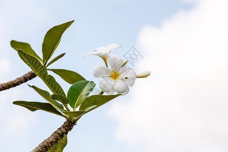 白色的亚洲人美丽白色和黄弗吉帕尼花朵Apocynaceae家庭热带图片