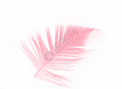 柔软度爱质地美丽的柔软粉红羽毛糊面白色背景被孤立图片