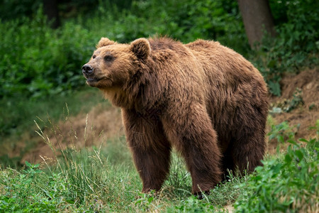 白令属野生动物远的堪察加棕熊Ursusarctosberingianus棕色皮大衣危险和攻击动物来自俄罗斯的大型哺乳动物图片