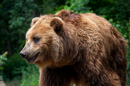 户外小熊座堪察加棕Ursusarctosberingianus棕色皮大衣危险和攻击动物来自俄罗斯的大型哺乳动物自然图片
