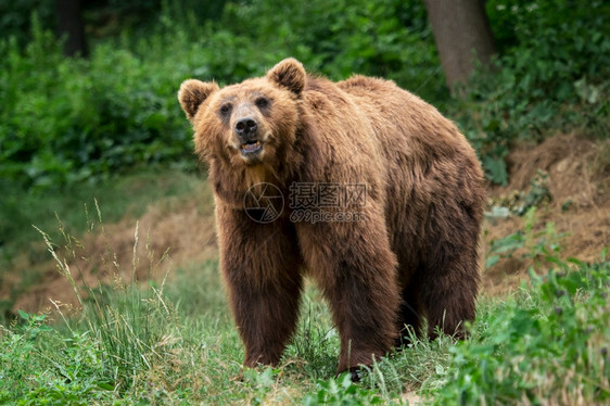 肉食动物正面外套堪察加棕熊Ursusarctosberingianus棕色皮大衣危险和攻击动物来自俄罗斯的大型哺乳动物图片