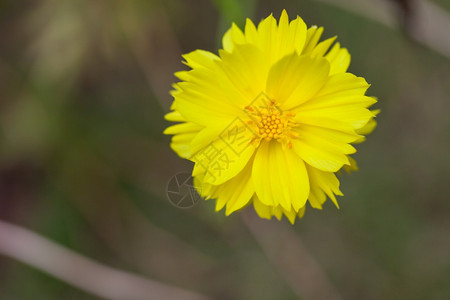 黑色的开花黄中心色Dahlia花朵季节图片