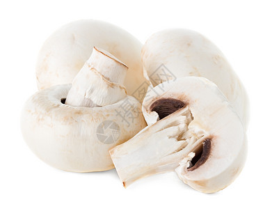营养波塔贝洛吃蘑菇图片