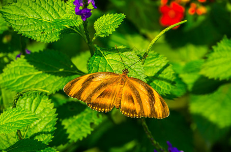 吸食花粉的虎斑蝴蝶图片