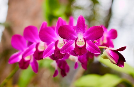 花园里美丽的紫兰花朵开植物颜色图片