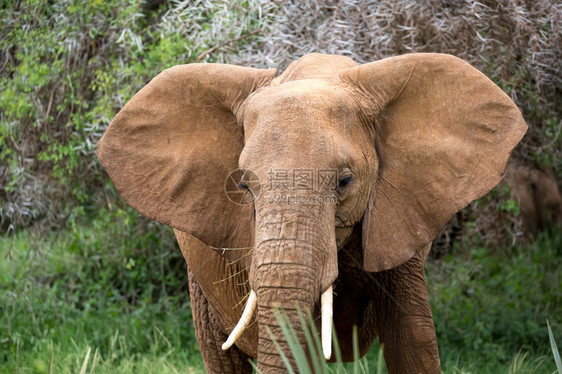生活坦桑尼亚预订红象走在植物之间的大草原象走在植物之间的大草原图片