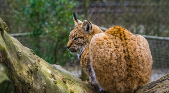 掠夺一种群来自欧亚的野猫坐在树枝上一只欧拉西亚野猫夜图片