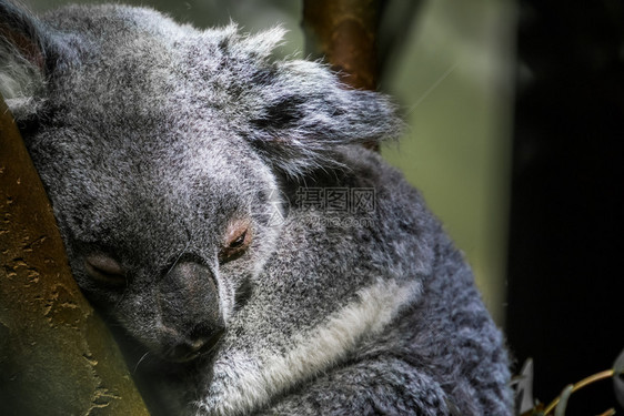 头发动物奎恩斯兰考拉熊睡在树上是来自澳洲的易受攻击喀哈拉人动物园图片