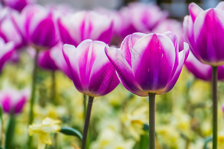 郁金香花团锦簇图片