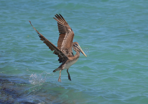 鸡展翅航班在热带水域降落时长翅膀伸展的美丽青春蝇图片