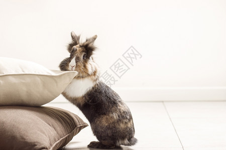 枕头边的兔子图片