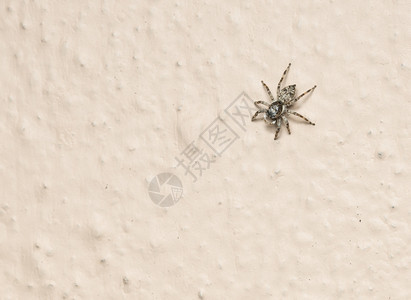 阿格莱尼德巨大的野生动物一只小心的跳蜘蛛在墙上图片
