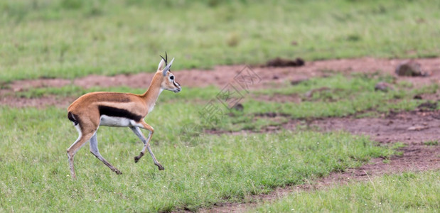 运行萨凡纳一只ThomsonrsquosGazelle穿过肯尼亚大草原的一只穿过肯尼亚大草原的景观图片