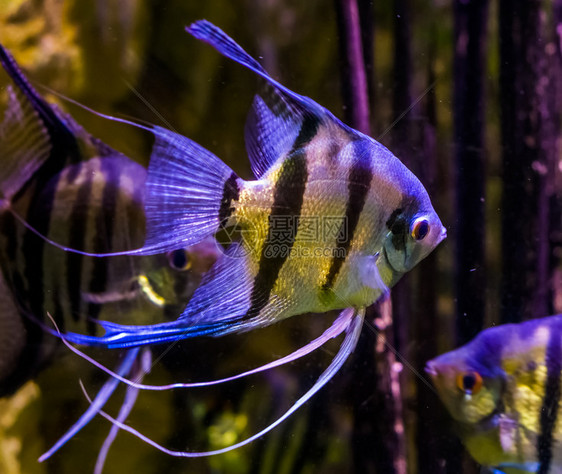 动物已知生活在水中游动的淡天使鱼紧闭水产养殖中受欢迎的宠物来自亚马孙盆地的热带鱼类图片