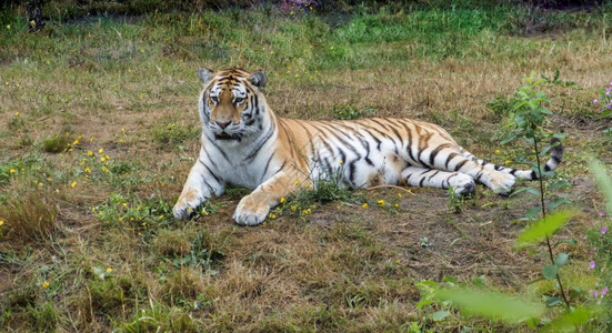在动物园的草地上躺着一只西比亚虎动物群底格里斯河亚洲人图片