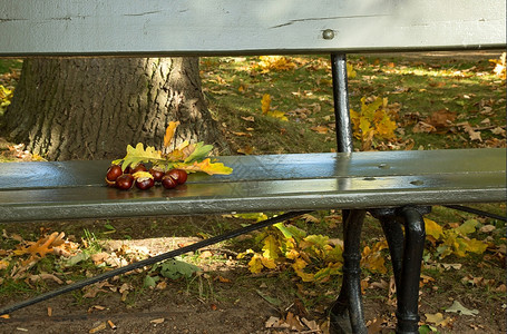 公园长椅上的秋叶图片